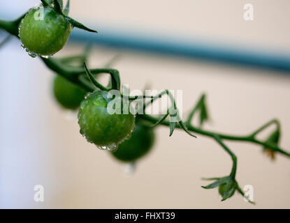 Grüne Tomaten an den Rebstöcken mit Wassertropfen Stockfoto