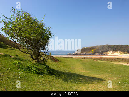 Drei Klippen Bucht, windgepeitschten Baum, Gower, Süd-Wales, UK Stockfoto