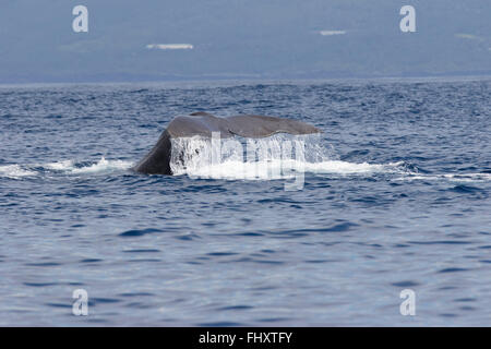 Pottwal Schwanzflosse, über Wasser, Physeter macrocephalus, Tauchen, die Insel Pico, Azoren, Stockfoto