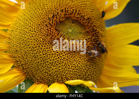 Spieleheustadl Mit Hummeln - Spaetsommerlicher Garten, Berlin. Stockfoto