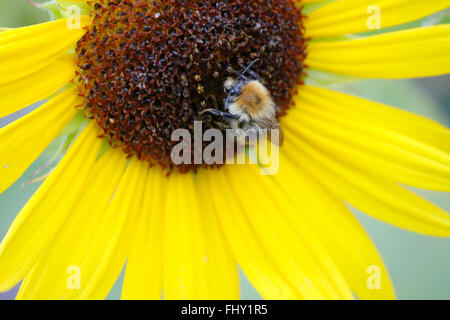 Spieleheustadl Mit Hummeln - Spaetsommerlicher Garten, Berlin. Stockfoto