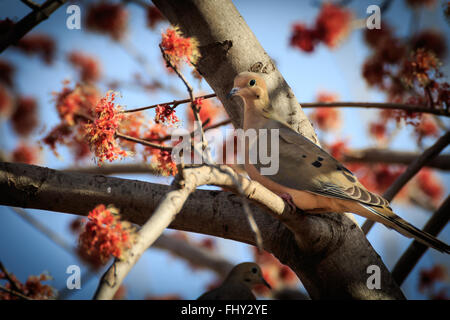 Eine Trauer Taube in einem blühenden Ahornbaum zu sitzen. Stockfoto