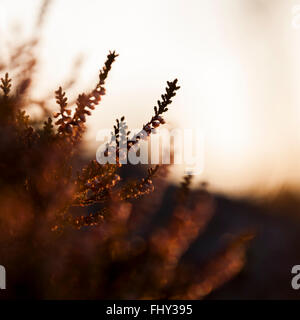 Calluna Stockfoto