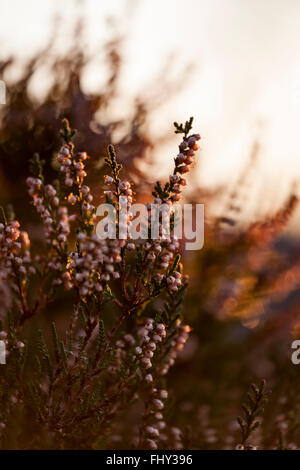 Calluna Stockfoto