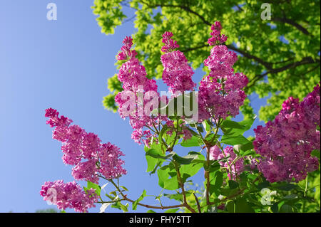 Zweig der lila lila Blüten mit grünen Blättern auf blauen Himmelshintergrund Stockfoto