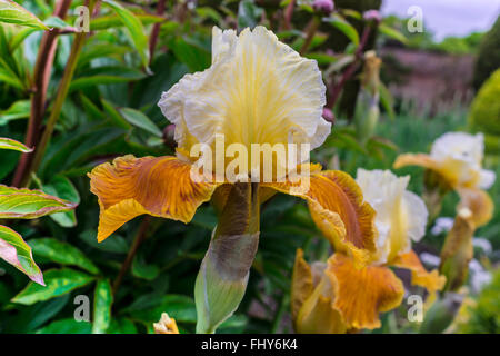 Goldenen gelben Blüte der hohen Bartiris Nahaufnahme. Stockfoto