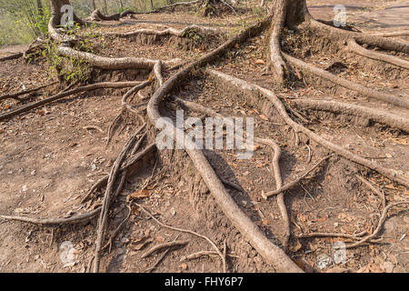 Lange Wurzel des Baumes zu halten auf dem Weg zum Phukradueng Nationalpark Loei, Thailand. Stockfoto