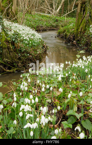 Schneeglöckchen (Galanthus Nivalis) angesammelt wurden in alten Hasel Niederwald in der Nähe von Petworth, West Sussex, UK. Februar. Stockfoto