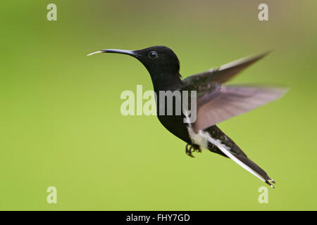 Schwarze Jakobiner (Florisuga Fusca) fliegen gegen sauberer Hintergrund, Itanhaém, Brasilien Stockfoto