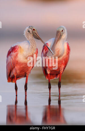 Rosige Löffler (Platalea Ajaja) paar in der Liebe im rosa Morgenlicht, Fort De Soto Park, Florida, USA Stockfoto