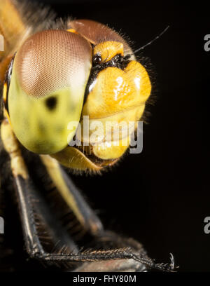 Libelle-hoher Vergrößerung Stockfoto