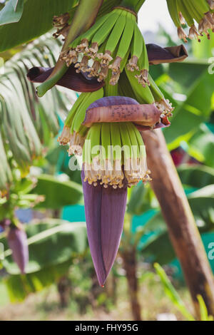 Bananen wachsen auf den Bananenbaum Stockfoto