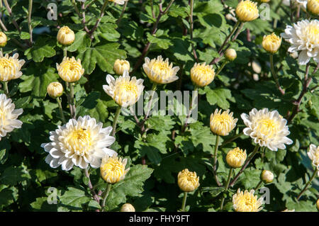 verschiedene bunte Blumenwiese Stockfoto