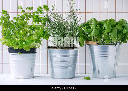 Frische Kräuter Basilikum Rosmarin und Petersilie in Metall Töpfe über Küchentisch mit weißen Wand gefliesten im Hintergrund. Stockfoto