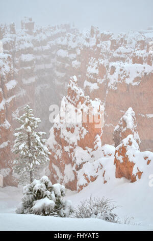 Frischer Schnee, der auf Wall Street Hoodoos im Bryce-Canyon-Nationalpark in Utah, vom Sonnenuntergang Punkt übersehen gesehen. Stockfoto