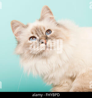 Porträt-Birma-Katze auf blauem Hintergrund Stockfoto