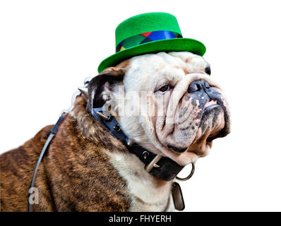 Englische Bulldogge St. Patricks Day Hut Stockfoto