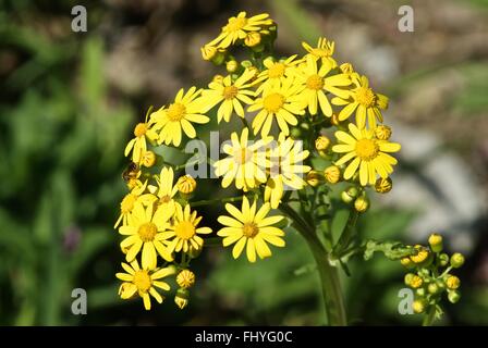 Schöne gelbe Indiana Wildblumen. Stockfoto