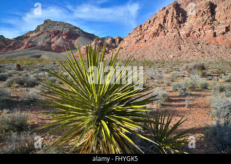 Abend in Calico Becken und rote Feder in der Nähe von Red Rock Canyon State Park and Preserve westlich von Las Vegas, Nevada Stockfoto