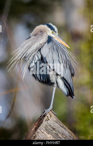 Great Blue Heron (Ardea Herodias) thront auf einem Baumstamm, putzen. Stockfoto