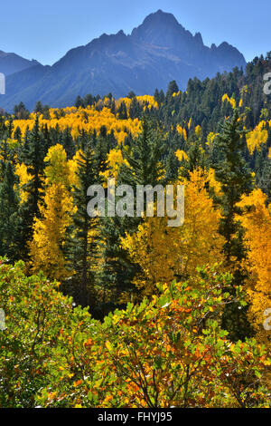 Espen Flammen unter Mount Sneffels entlang Dalls Creek Road in Uncompahgre National Forest in der Nähe von Ridway und Ouray, Colorado Stockfoto