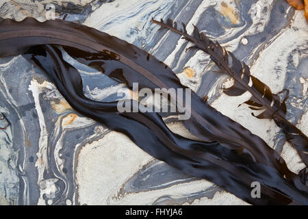 SEETANG und FELSFORMATIONEN sind ein Lieblingsfach in WESTON BEACH - POINT LOBOS STATE PARK, Kalifornien Stockfoto