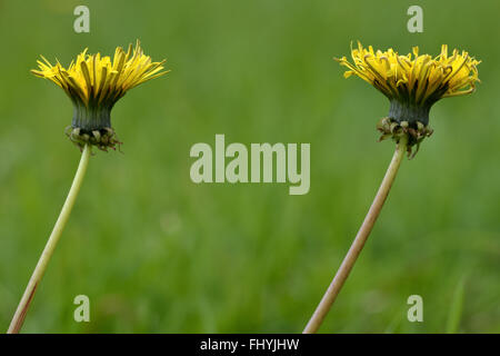 Löwenzahn (Taraxacum Offinale). Gelbe Blumen in der Familie der Korbblütler (Asteraceae) Stockfoto