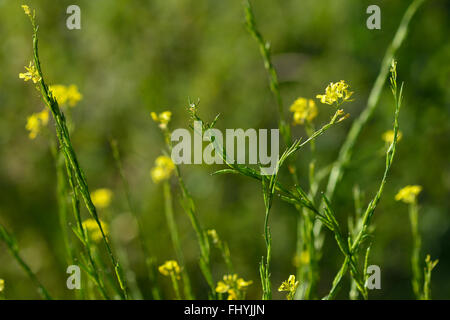 Schwarzer Senf (Brassica Nigra). Blüte in der Kohl-Familie (Cruciferae), einjährige Pflanze mit Samen als Gewürz verwendet Stockfoto