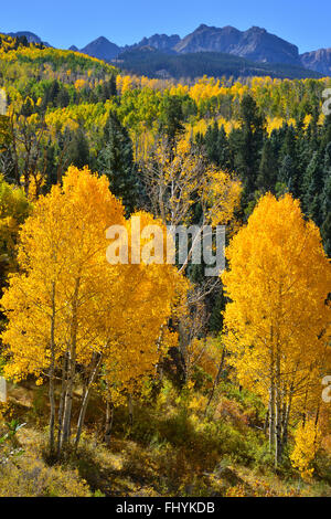 Espen Flammen unter Mount Sneffels entlang Dalls Creek Road in Uncompahgre National Forest in der Nähe von Ridway und Ouray, Colorado Stockfoto