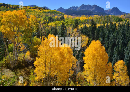 Espen Flammen unter Mount Sneffels entlang Dalls Creek Road in Uncompahgre National Forest in der Nähe von Ridway und Ouray, Colorado Stockfoto