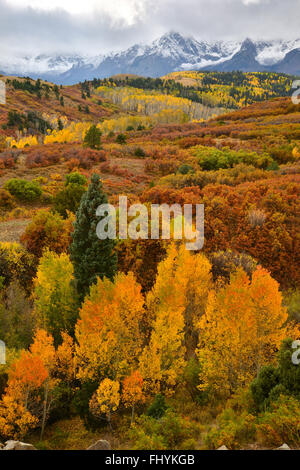 Herbstfarben kommt Dallas Teilen entlang HWY 62 westlich von Ridgway und Ouray Colorado. San-Juan-Gebirge im Hintergrund Stockfoto