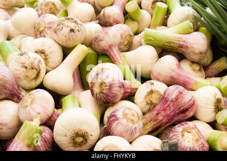 Anzeige der frisch geernteten Knoblauch auf dem Bauernmarkt.  Beaverton, Oregon Stockfoto