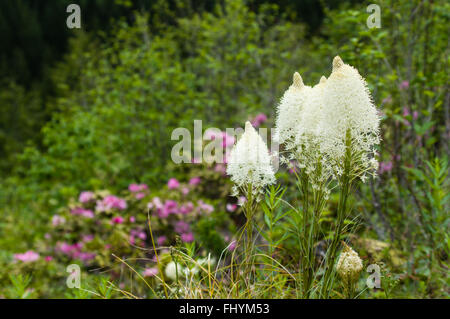 Bear Grass oder Xerophyllum Tenax blühen im Mt Hood National Forest. Stockfoto