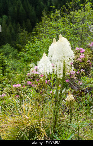 Bear Grass oder Xerophyllum Tenax blühen im Mt Hood National Forest. Stockfoto