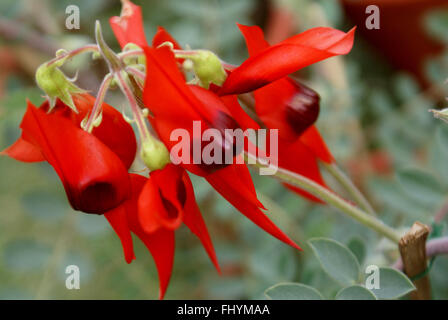 Swainsona Formosa, Sturts Desert Pea, Ornamental mit leuchtend roten schmalen Schnabel Blüten mit schwarzen Bosse Stockfoto