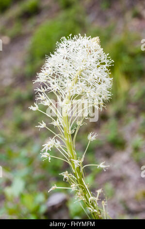 Bear Grass oder Xerophyllum Tenax blühen im Mt Hood National Forest. Stockfoto