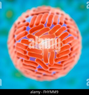 Zika-Virus, Computer Illustration ist das eine RNA (Ribonukleinsäure)-Virus aus der Familie der Flaviviridae zu übertragen ist Stockfoto