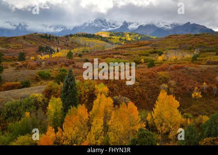 Herbstfarben kommt Dallas Teilen entlang HWY 62 westlich von Ridgway und Ouray Colorado. San-Juan-Gebirge im Hintergrund Stockfoto