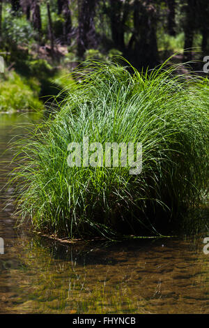 EINHEIMISCHE Gräser gedeihen in MERCED RIVER Mäandern durch YOSEMITE VALLEY im Frühjahr - CALIFORNIA Stockfoto