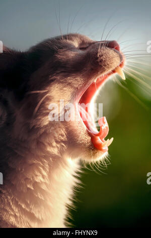 Katze, Gähnen, Nahaufnahme. Stockfoto
