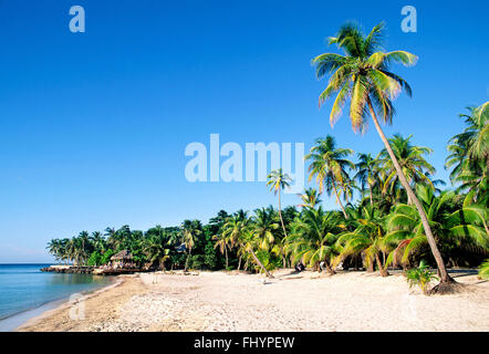 ENDE DER WESTSTRAND, HONDURAS, SUEDAMERIKA, PALME PALMENSTRAND, BLAU, HIMMEL, KARIBIK, ROATAN, Stockfoto