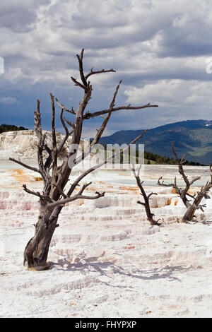 MAMMOTH HOT SPRING Terrassen sind ein wunderbares Beispiel der vulkanischen thermische Eigenschaften - YELLOWSTONE-Nationalpark, WYOMING Stockfoto