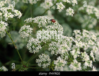 POISON SCHIERLING (Conium Maculatum), ein Mitglied der Familie Karotte und Marienkäfer - MONTEREY COUNTY, Kalifornien Stockfoto