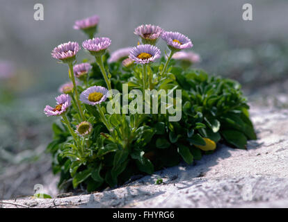 SEASIDE Gänseblümchen (Erigeron Glaucus) - PEBBLE BEACH, Kalifornien Stockfoto