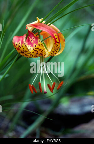 WILDE TIGER-Lilie (Lilium Pardalinum) (Vollmer Tigerlilie) - BURNEY, Kalifornien Stockfoto