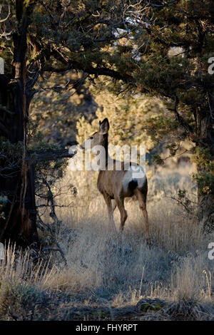 Weibliche Maultier-Rotwild in Wacholder Wald - BEND, OREGON Stockfoto