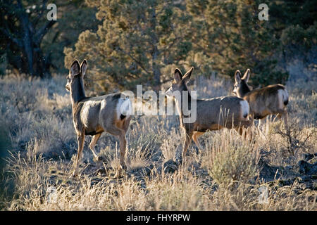 Weibliche Maultier-Rotwild in Wacholder Wald - BEND, OREGON Stockfoto