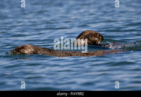 SEEOTTER (Enhydra Lutris) in den Gewässern der ELKHORN SLOUGH schweben in der Nähe von MOSS LANDING, CALIFORNIA Stockfoto