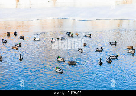 Enten schwimmen im clearing von gefrorenen See im sonnigen Wintertag Stockfoto