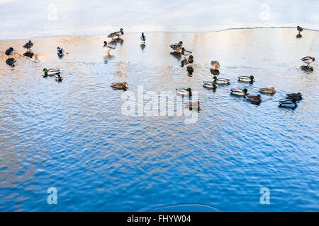 Enten schwimmen im clearing von gefrorenen Fluss im sonnigen Wintertag Stockfoto